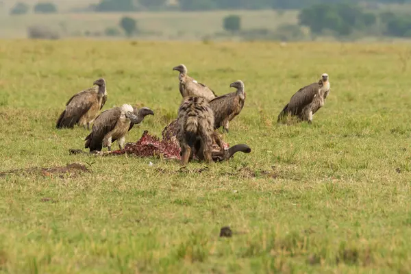 stock image A group of white-backed vultures enjoying the carcass in the plains of Masai Mara National Refuge during a wildlife safari