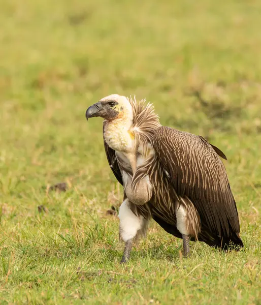 stock image A white-backed vulture waiting for his turn at the carcass in the plains of Masai Mara National Refuge during a wildlife safari