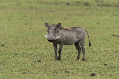 Vahşi yaşam safarisi sırasında bacağı Masai Mara Ulusal Sığınağı 'nın içinde katlanmış bir yaban domuzu yerde besleniyor.