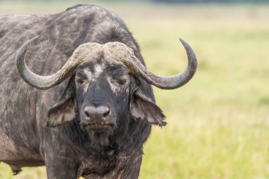 Vahşi yaşam safarisi sırasında Masai Mara Ulusal Sığınağı 'nın ovalarında otlayan bir bufalo.