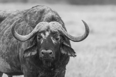 Vahşi yaşam safarisi sırasında Masai Mara Ulusal Sığınağı 'nın ovalarında otlayan bir bufalo.