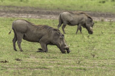 Vahşi yaşam safarisi sırasında bacağı Masai Mara Ulusal Sığınağı 'nın içinde katlanmış bir yaban domuzu yerde besleniyor.