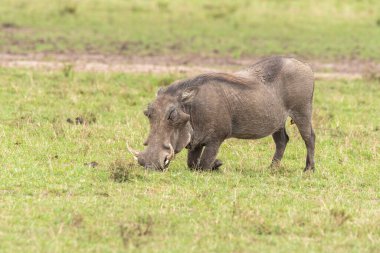 Vahşi yaşam safarisi sırasında bacağı Masai Mara Ulusal Sığınağı 'nın içinde katlanmış bir yaban domuzu yerde besleniyor.