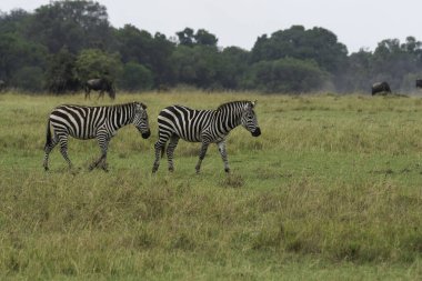 A zebra grazing in the grasslands inside Masai Mara National Refuge during a wildlife safari clipart