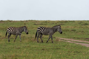 A zebra grazing in the grasslands inside Masai Mara National Refuge during a wildlife safari clipart