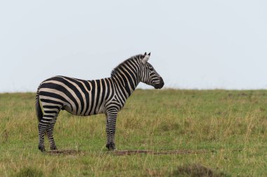 A zebra grazing in the grasslands inside Masai Mara National Refuge during a wildlife safari clipart