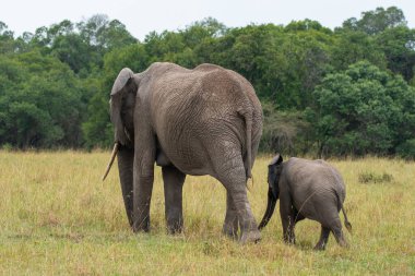 Vahşi yaşam safarisi sırasında Masai Mara Ulusal Sığınağı 'ndaki çayırlarda otlayan bir fil ailesi.