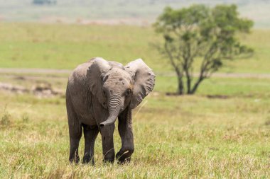 Vahşi yaşam safarisi sırasında Masai Mara Ulusal Sığınağı 'ndaki çayırlarda otlayan bir fil ailesi.