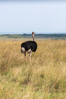 Vahşi yaşam safarisi sırasında Masai Mara Ulusal Sığınağı 'nda yürüyen bir erkek devekuşu.