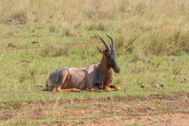 A topi resting in the plains of mara inside Masai Mara National Refuge during a wildlife safari clipart