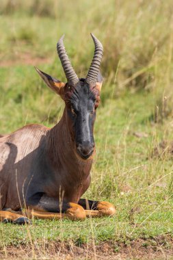 A topi resting in the plains of mara inside Masai Mara National Refuge during a wildlife safari clipart