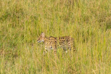 Vahşi yaşam safarisi sırasında Masai Mara Ulusal Sığınağı 'nın içindeki çayırlarda yürüyen bir yaban kedisi.