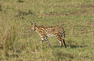 Vahşi yaşam safarisi sırasında Masai Mara Ulusal Sığınağı 'nın içindeki çayırlarda yürüyen bir yaban kedisi.