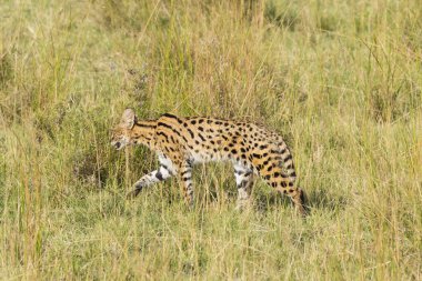 Vahşi yaşam safarisi sırasında Masai Mara Ulusal Sığınağı 'nın içindeki çayırlarda yürüyen bir yaban kedisi.