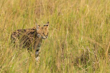 Vahşi yaşam safarisi sırasında Masai Mara Ulusal Sığınağı 'nın içindeki çayırlarda yürüyen bir yaban kedisi.