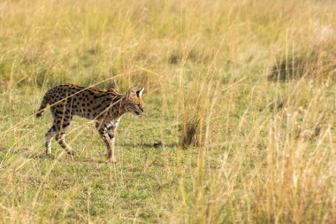 Vahşi yaşam safarisi sırasında Masai Mara Ulusal Sığınağı 'nın içindeki çayırlarda yürüyen bir yaban kedisi.