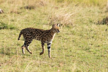 Vahşi yaşam safarisi sırasında Masai Mara Ulusal Sığınağı 'nın içindeki çayırlarda yürüyen bir yaban kedisi.