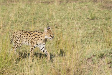 Vahşi yaşam safarisi sırasında Masai Mara Ulusal Sığınağı 'nın içindeki çayırlarda yürüyen bir yaban kedisi.