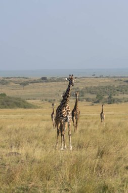 Vahşi yaşam safarisi sırasında Masai Mara Ulusal Sığınağı 'ndaki çayırlarda yürüyen bir zürafa ailesi.