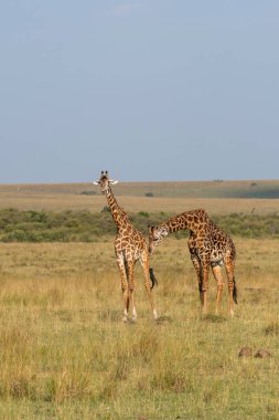 Vahşi yaşam safarisi sırasında Masai Mara Ulusal Sığınağı 'ndaki çayırlarda yürüyen bir zürafa ailesi.