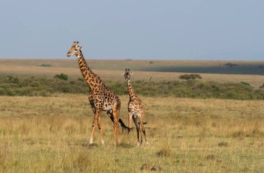 Vahşi yaşam safarisi sırasında Masai Mara Ulusal Sığınağı 'ndaki çayırlarda yürüyen bir zürafa ailesi.