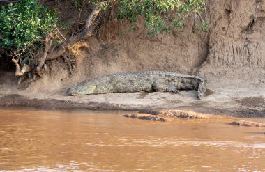 Vahşi yaşam safarisi sırasında Masai Mara Ulusal Sığınağı 'ndaki Mara nehrinin yanında güneşlenen bir timsah.