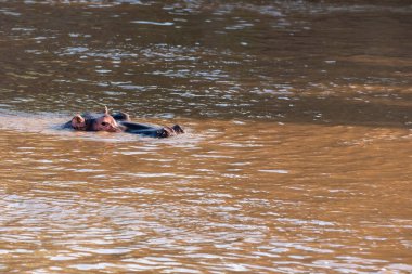 Vahşi yaşam safarisi sırasında Masai Mara Ulusal Sığınağı 'ndaki Mara Nehri' nde yüzen bir su aygırı.