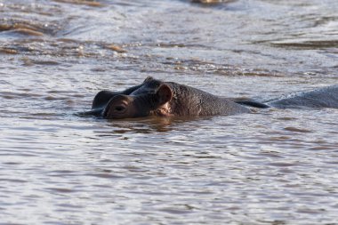 Vahşi yaşam safarisi sırasında Masai Mara Ulusal Sığınağı 'ndaki Mara Nehri' nde yüzen bir su aygırı.