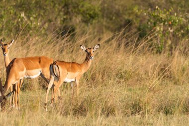 Mara 'nın ovalarında otlayan bir Impalas sürüsü Masai Mara Ulusal Sığınağı' nda vahşi yaşam safarisi sırasında