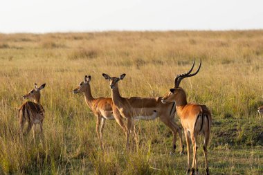 Mara 'nın ovalarında otlayan bir Impalas sürüsü Masai Mara Ulusal Sığınağı' nda vahşi yaşam safarisi sırasında