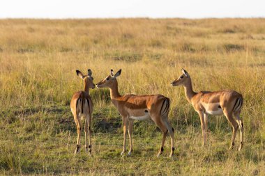 Mara 'nın ovalarında otlayan bir Impalas sürüsü Masai Mara Ulusal Sığınağı' nda vahşi yaşam safarisi sırasında
