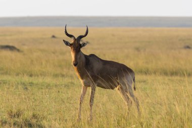 Bir vahşi yaşam safarisi sırasında Mara Ulusal Sığınağı 'nın içindeki Mara düzlüklerinde bir Kola Antilobu otluyor.