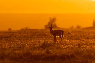 Erkek bir Thomson ceylanı, güneş doğarken çayırlarda otluyor. Masai Mara Ulusal Sığınağı 'nın içindeki doğal yaşam safarisi sırasında turuncu renkli bir manzara var.