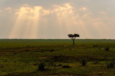 Masai Mara 'nın güzel bir manzarası, bir akasya ağacı ve bir vahşi yaşam safarisi sırasında bulutlardan gün ışığı çıkıyor.