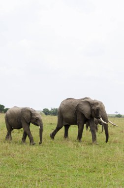 Vahşi yaşam safarisi sırasında Masai Mara Ulusal Sığınağı 'ndaki çayırlarda yürüyen bir fil ailesi.