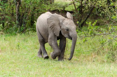 Vahşi yaşam safarisi sırasında Masai Mara Ulusal Sığınağı 'ndaki çayırlarda yürüyen bir fil yavrusu.
