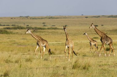 Bir vahşi yaşam safarisi sırasında Masai Mara Ulusal Sığınağı içindeki çayırlarda yürüyen bir zürafa sürüsü.