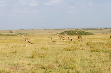 Bir vahşi yaşam safarisi sırasında Masai Mara Ulusal Sığınağı içindeki çayırlarda yürüyen bir zürafa sürüsü.