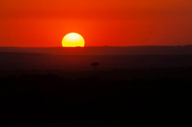 Vahşi yaşam safarisi sırasında Masai Mara Ulusal Sığınağı 'nın ovalarında güzel bir gün doğumu.