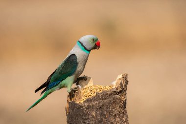 A Malabar Parakeet perched on top of a branch in the outskirts of the jungles in city of Shivamoga while feeding on rice paddy seeds clipart