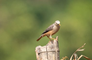 Bir Malabar sığırcığı, Shivamoga 'nın eteklerindeki çeltik tohumlarıyla beslenen bambu bir çubuğun üzerine tünemiş.