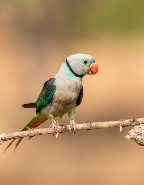 A Malabar Parakeet perched on top of a branch in the outskirts of the jungles in city of Shivamoga while feeding on rice paddy seeds clipart