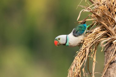 A Malabar Parakeet perched on top of a branch in the outskirts of the jungles in city of Shivamoga while feeding on rice paddy seeds clipart