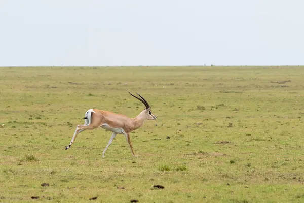 stock image A Grants Gazelle walking in the plains of mara inside Masai Mara National Refuge during a wildlife safari