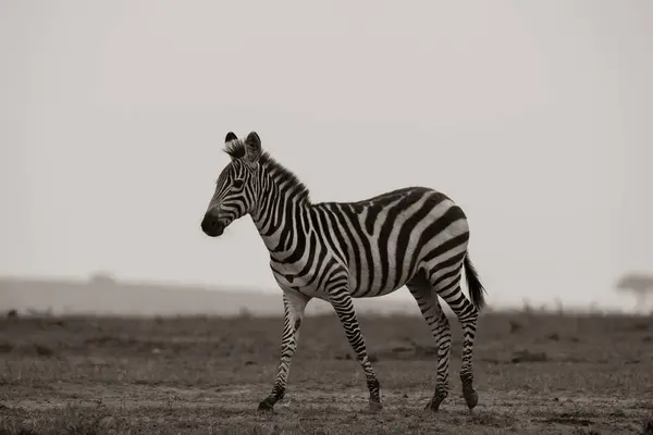 stock image A zebra grazing in the grasslands inside Masai Mara National Refuge during a wildlife safari