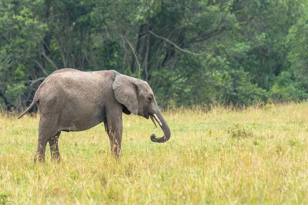 stock image A family of elephant grazing in the grasslands inside Masai Mara National Refuge during a wildlife safari