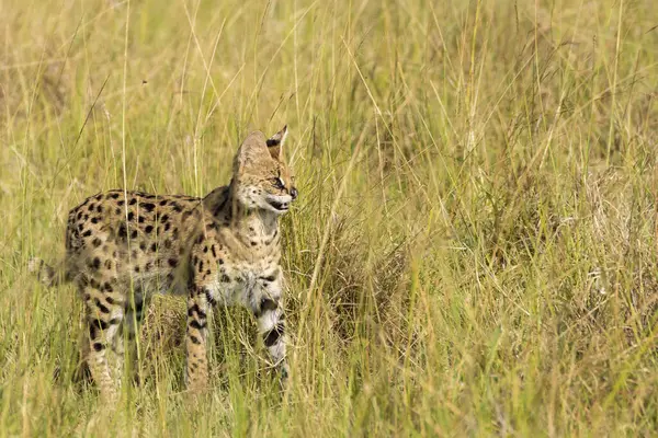 Vahşi yaşam safarisi sırasında Masai Mara Ulusal Sığınağı 'nın içindeki çayırlarda yürüyen bir yaban kedisi.