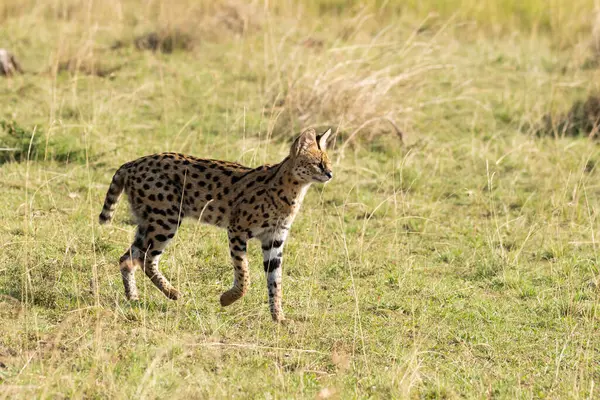 stock image A serval cat walking through the grasslands inside Masai Mara National Refuge during a wildlife safari