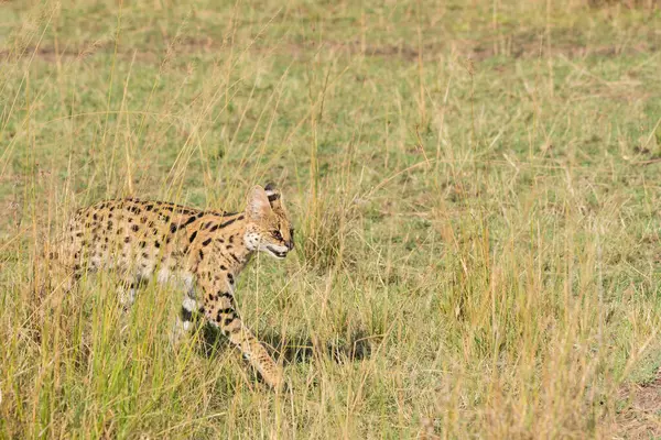 Vahşi yaşam safarisi sırasında Masai Mara Ulusal Sığınağı 'nın içindeki çayırlarda yürüyen bir yaban kedisi.