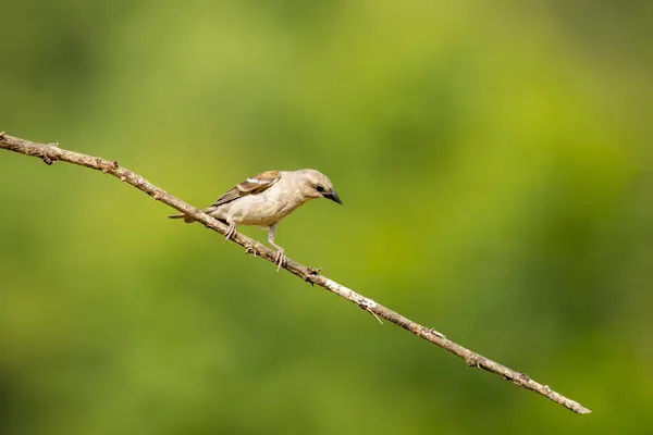 stock image A yellow-throated sparrow perched on a branch feeding on rice paddy seeds on the outskirts of Shivamoga